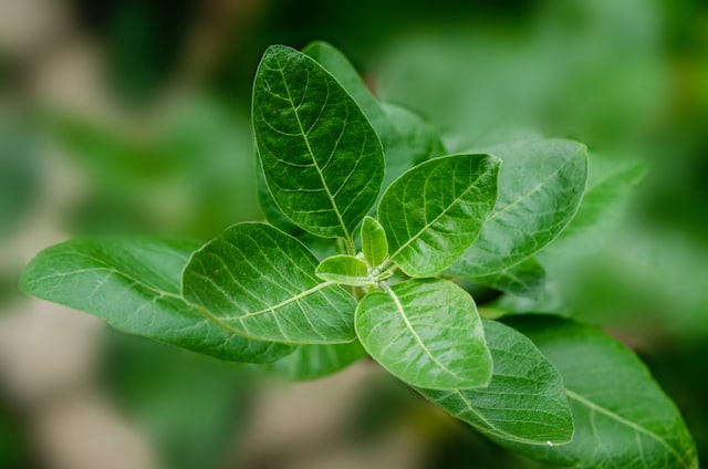 Ashwagandha kaufen Bio Qualität 