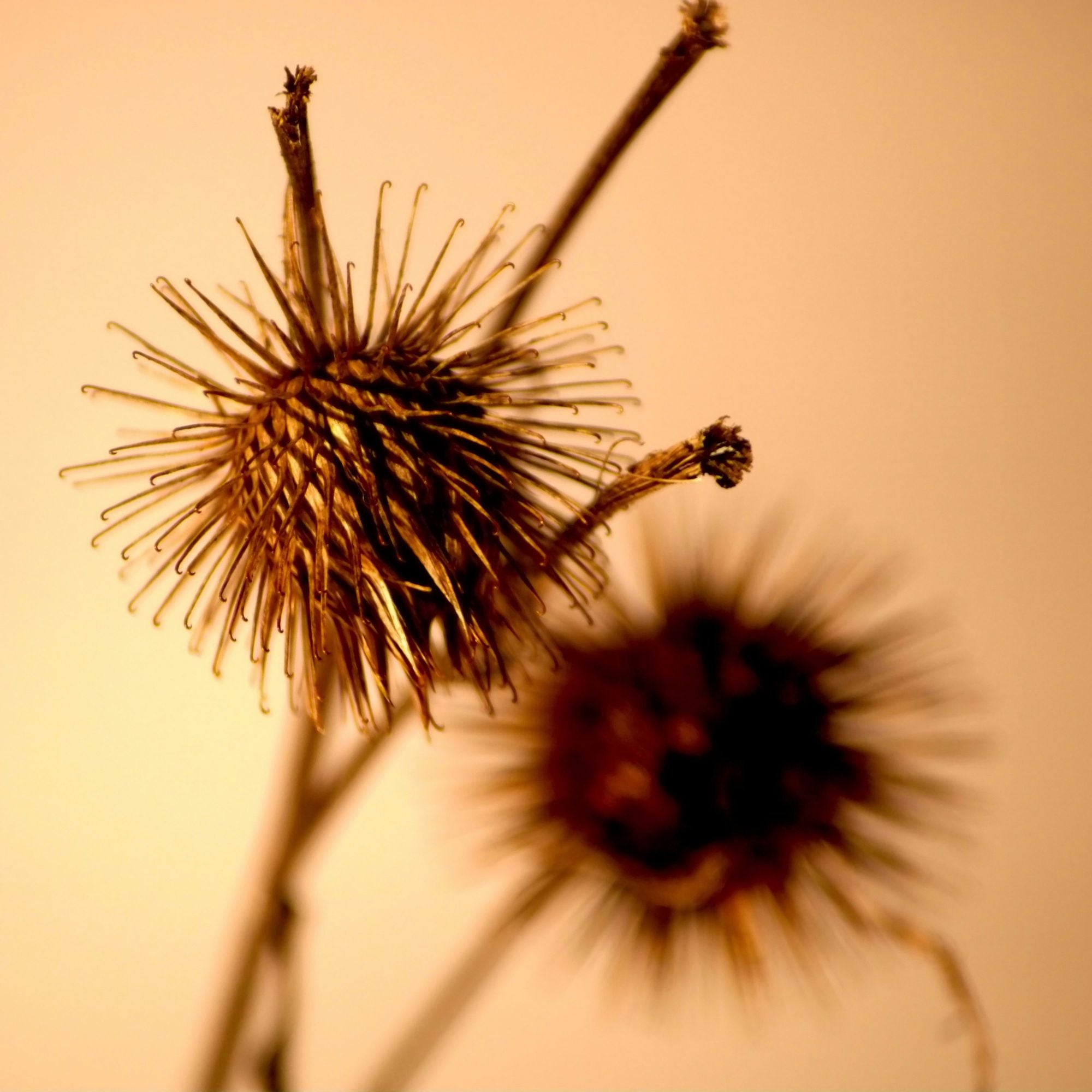 Burdock Root Klettenwurzel Pulver BIO Qualität kaufen