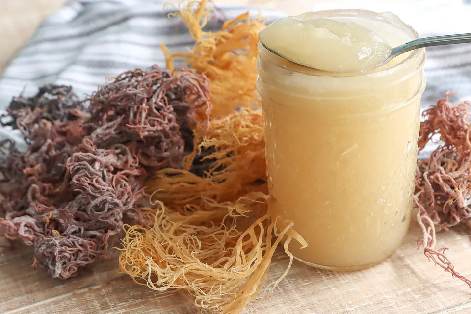 Sea Moss für Sea Moss Gel premium Qualität günstig kaufen